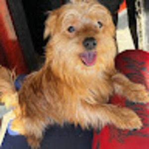 Meet your Posher, Samara